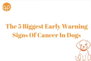 The 5 Biggest Early Warning Signs Of Cancer In Dogs